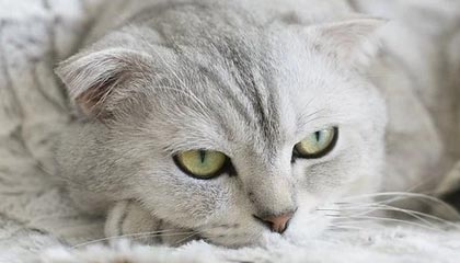 开云体育_ 2025年NBA选秀展望：哪些新星值得关注？，2o20年nba选秀