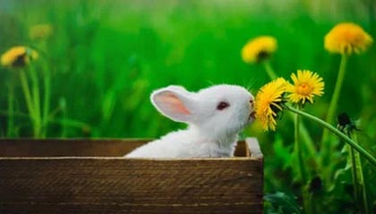 Pick策略，是他们战胜对手的第一步！