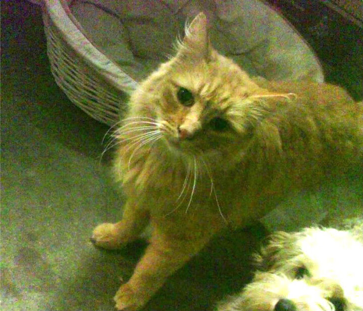 _轨迹艺术赛:运动员用身体动作绘制精彩线路_,运动员线条画