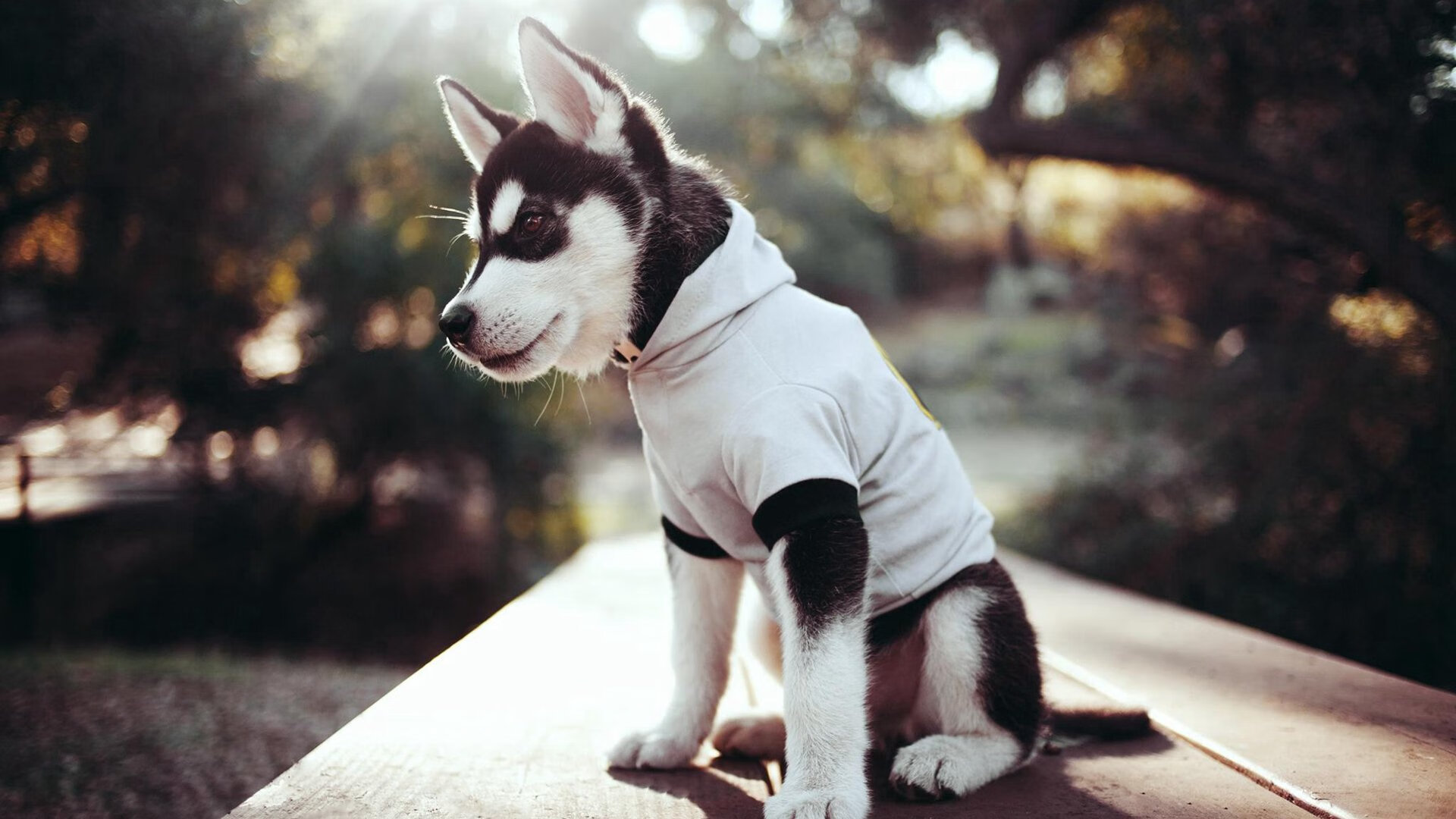 “青少年足球表现出色,列入国家重点培养计划”,青少年足球选拔