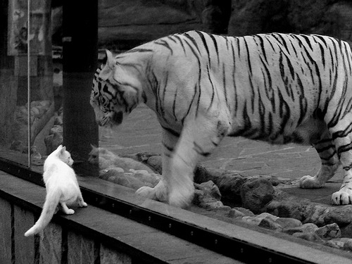 中国女足备战奥运会,信心满满,中国队女足奥运会