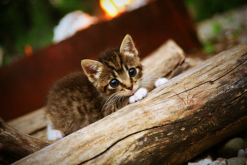 未来联盟:AI和大数据如何重新定义篮球比赛?,篮球大数据平台中国篮协