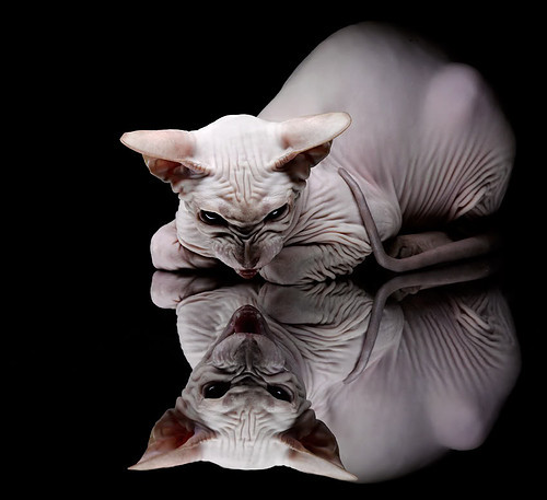 赛季尾声:哪些战队正准备“冲刺季后赛”?,季后赛几支战队打