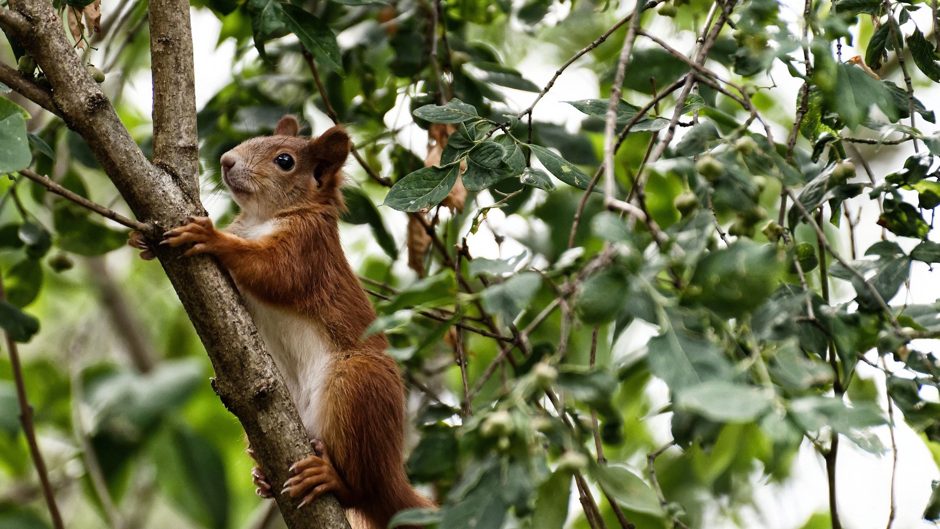 逆境奋战：那些不畏困难的足球英雄，足球奋斗