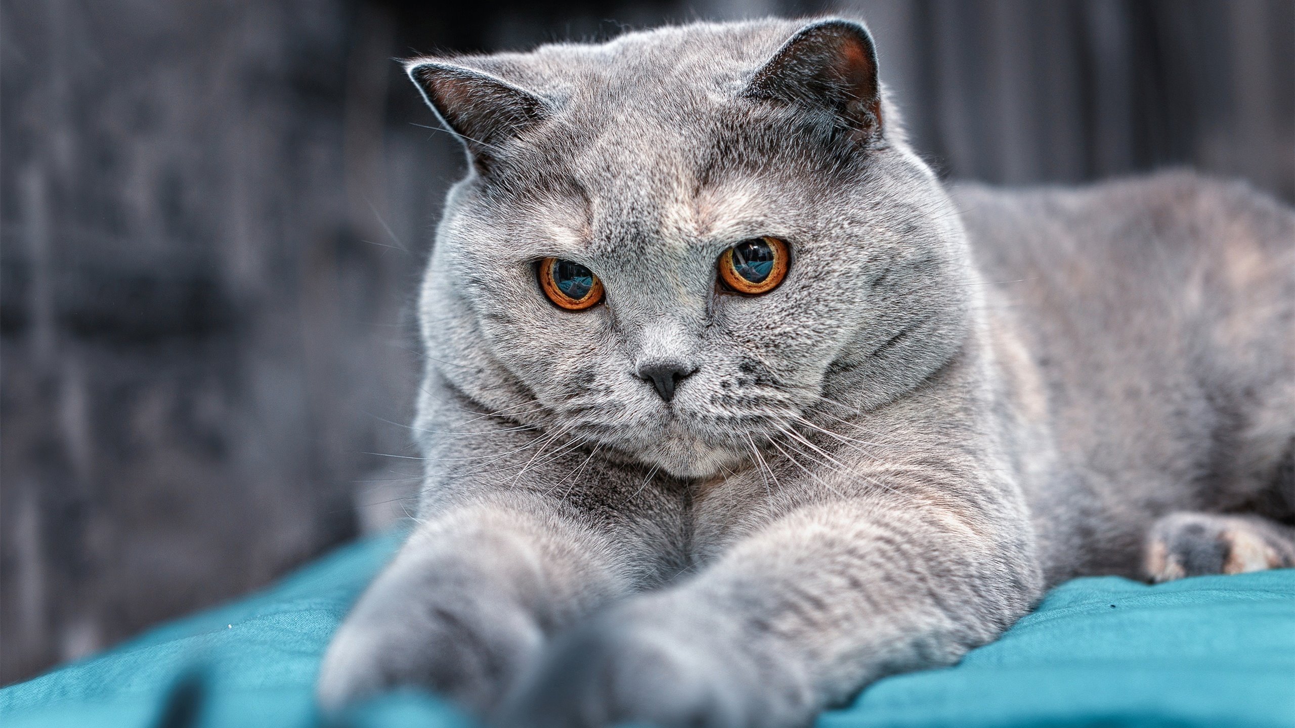 青训国际合作项目持续推进,提升本土青少年的国际竞争力,青训体系