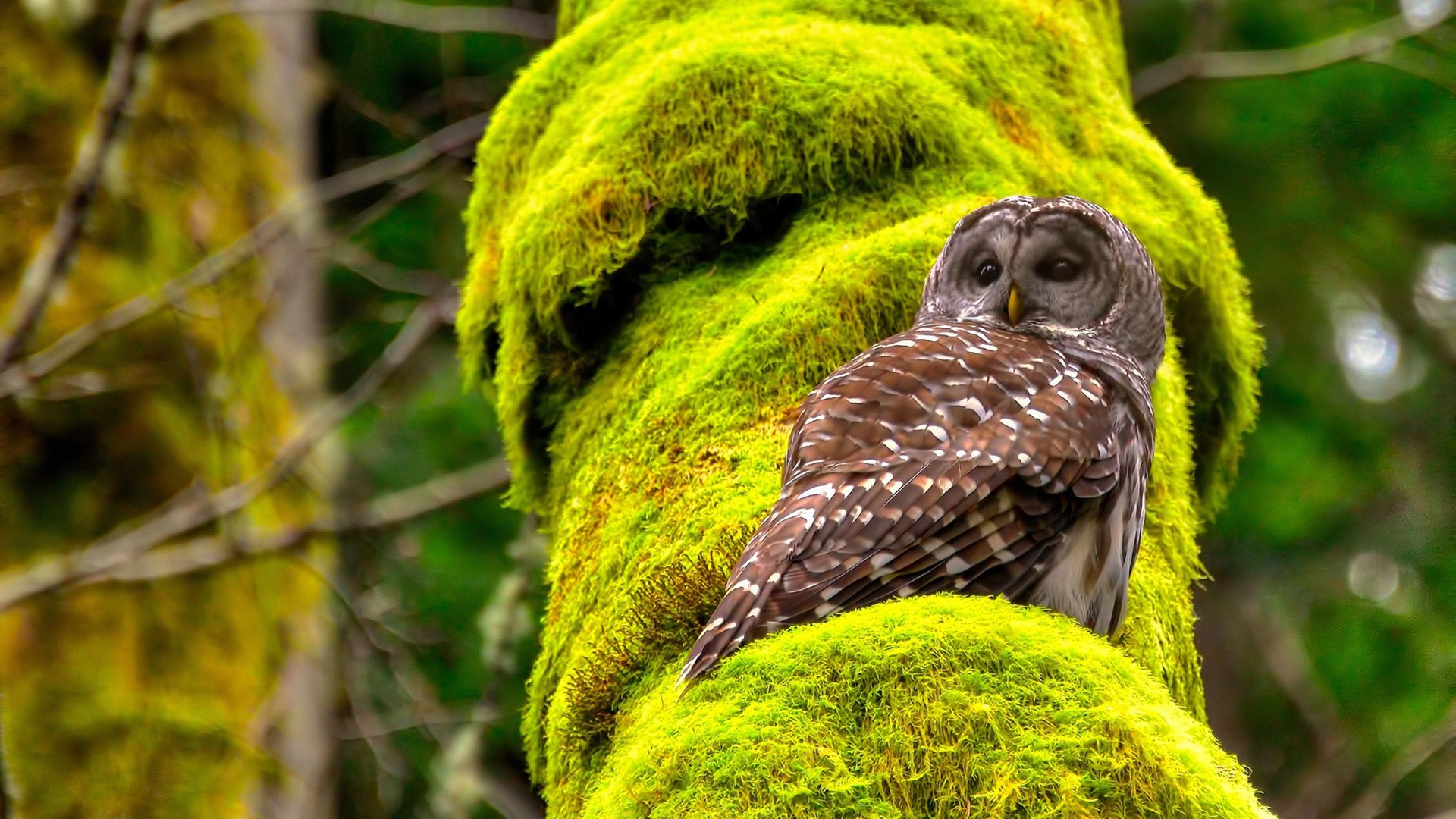 T1战队比赛数据全面提升,t1战队2020