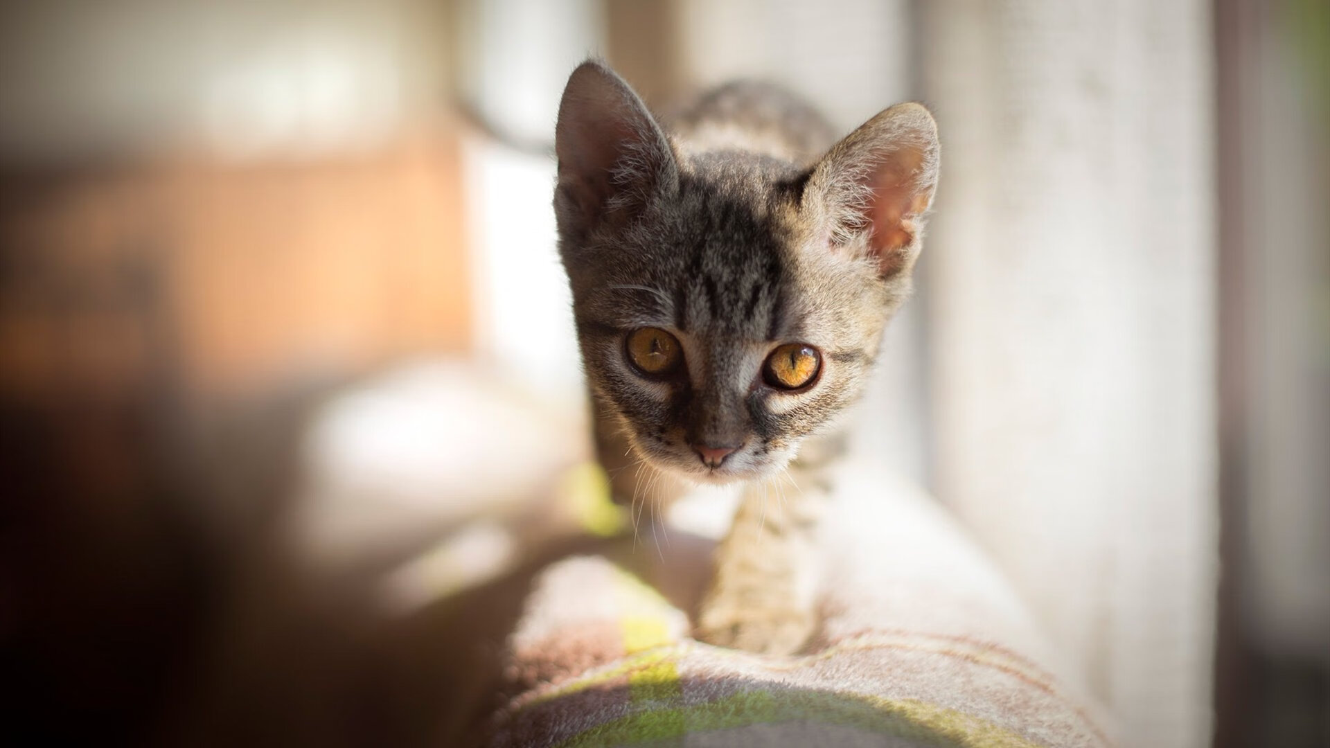 佩纳罗尔锋线状态火热,佩那罗尔