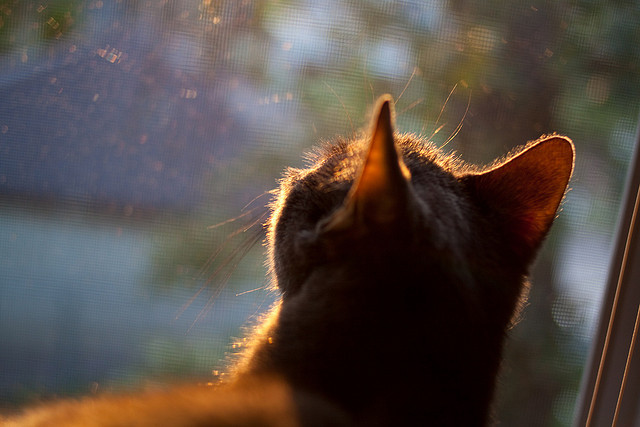 卫冕冠军兰斯遭遇挑战,客场难求一胜,兰斯kd