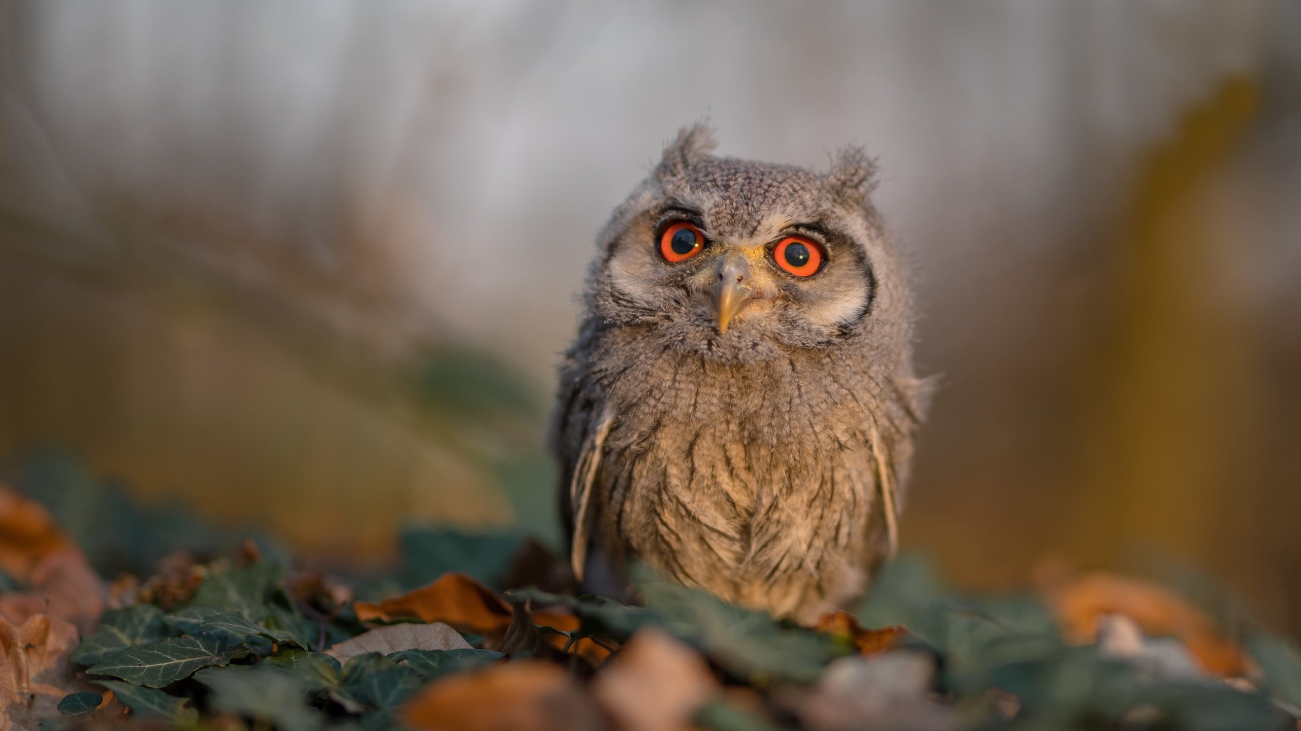 腾讯电竞赛事平台用户规模突破千万,腾讯电竞2021