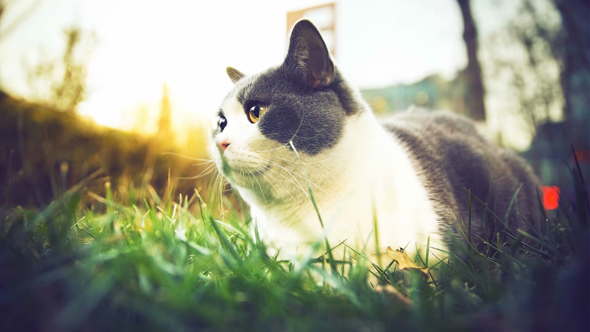 NBA球员市场价值评估报告,nba球员商业价值排名