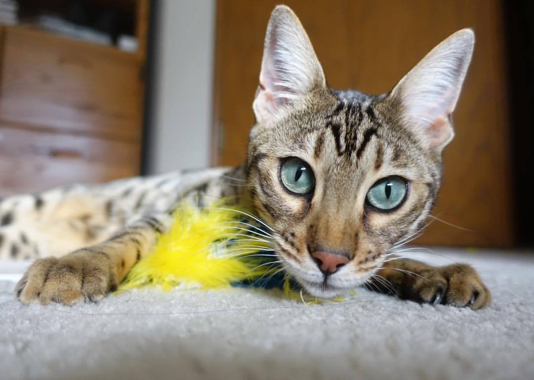 体育场馆安全设施完善,体育场馆的安全问题