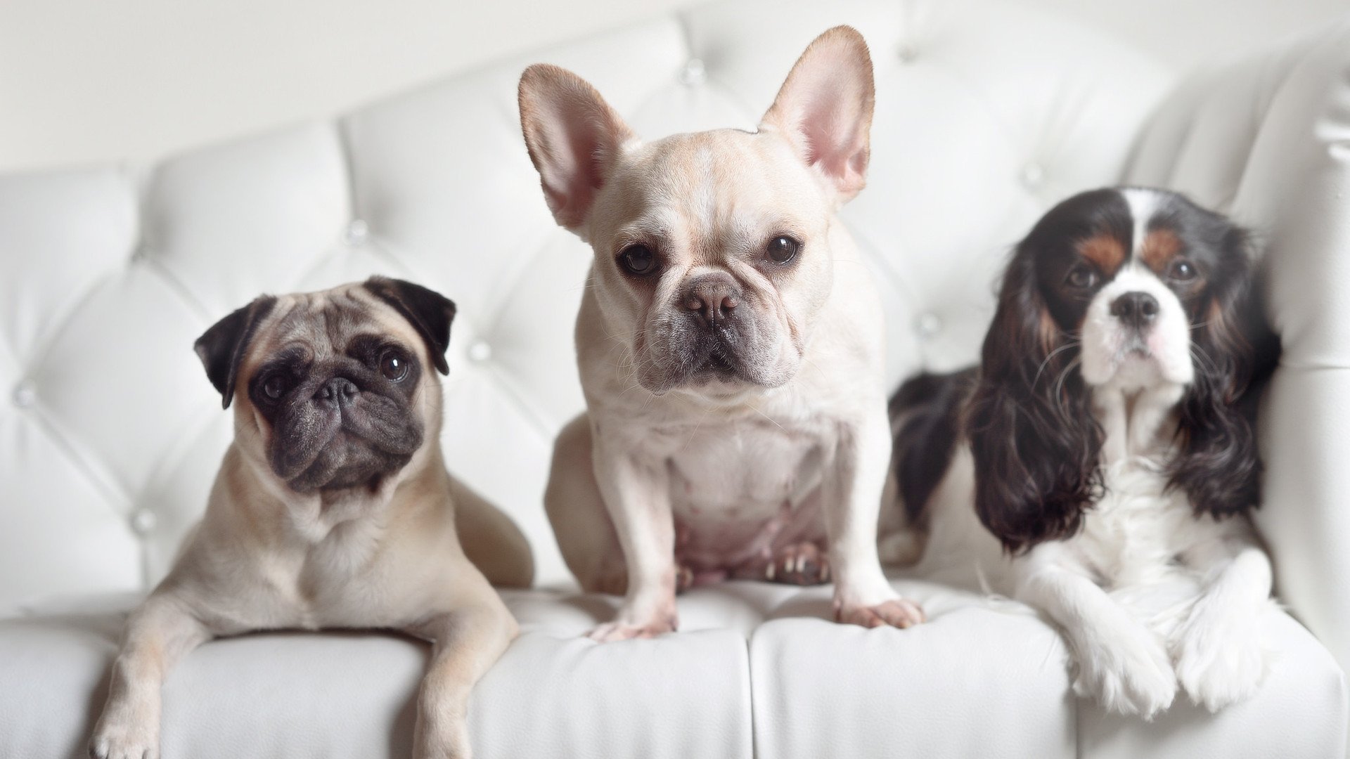 中国三人女篮主打快速传导 掌控比赛节奏,中国三人篮球女篮队员