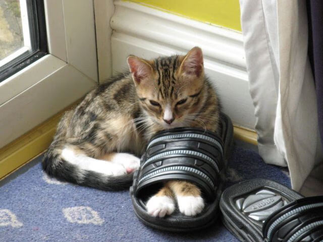 替补前锋是否更容易在僵局中发挥奇兵作用，nba替补前锋