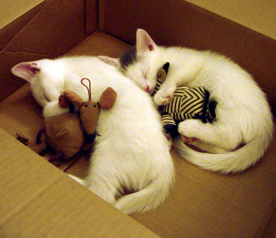 高压节奏比赛对心理素质的考验是否更高